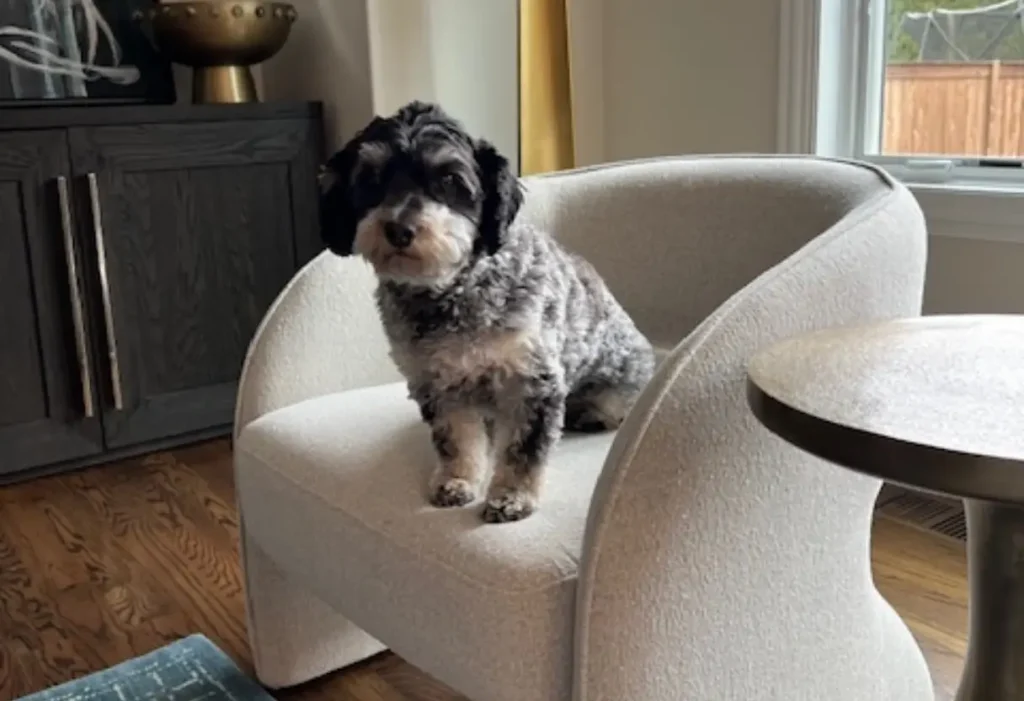 A small, curly-haired black and gray dog sits on a modern, cream-colored chair in a living room with wooden floors.