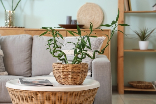 A twisted bamboo plant in a woven basket sits on a round coffee table in front of a gray sofa with cushions in a modern living room.