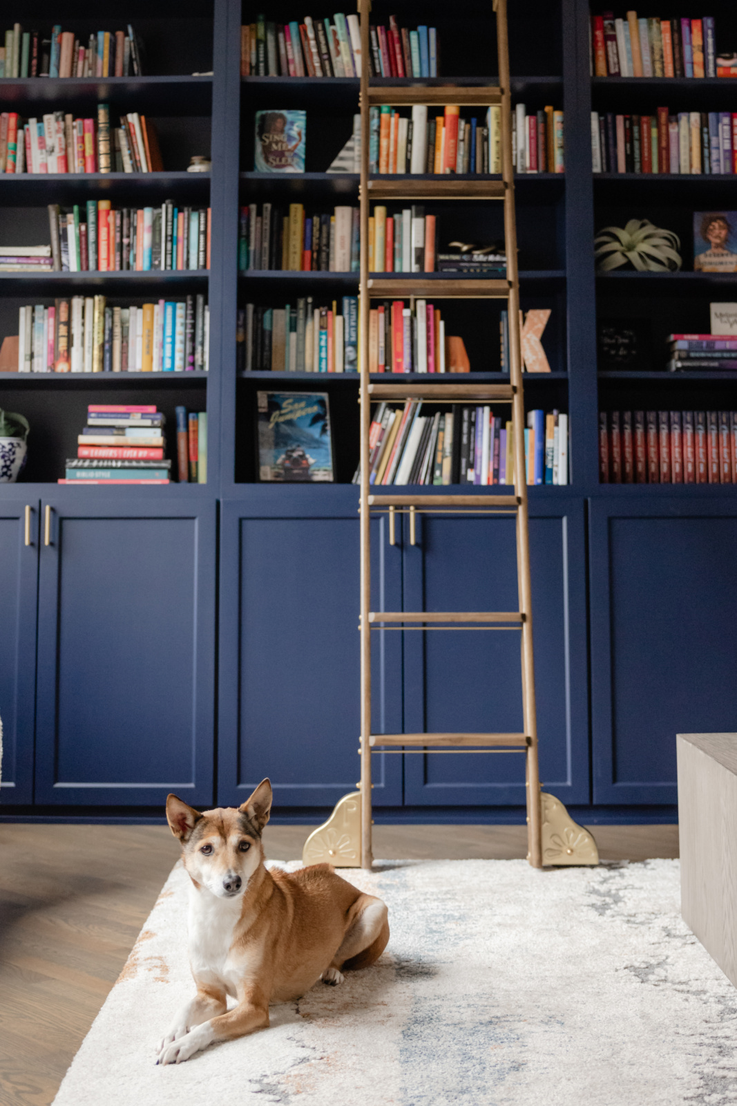 A brown and white dog lies on a rug in front of blue built-in bookshelves with a wooden ladder.